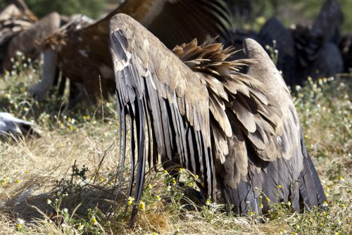 PLUMAS AL SOL