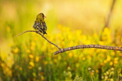 Verdes sobre amarillos 