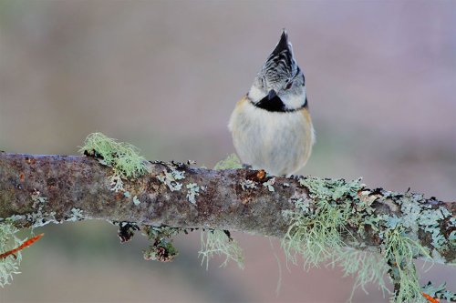 Lopophanes Cristatus