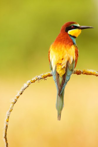 Merops Apiaster