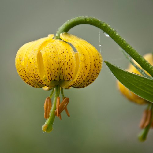 Lilium Pyrenaicum
