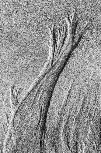 Mundo vegetal sobre arena