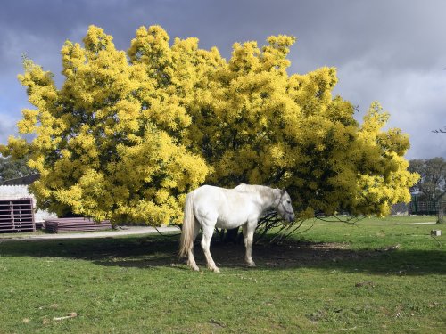 La yegua mimosa