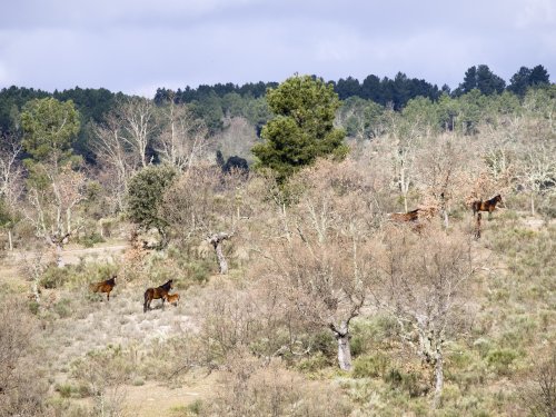 Grupo de caballos retuerta