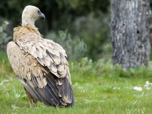 Orgulloso de su plumaje