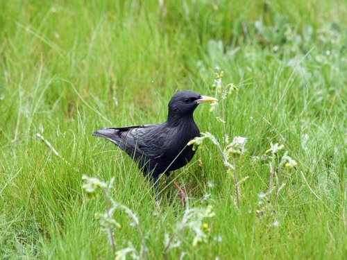 Estornino explorador