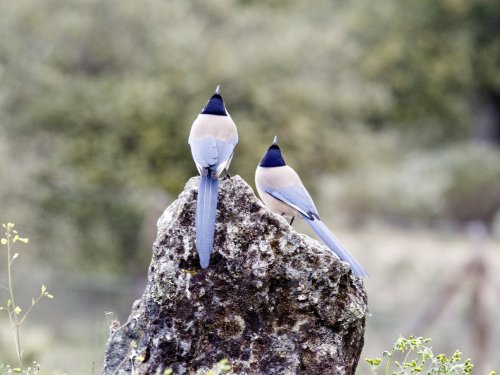 Rabilargos sincronizados