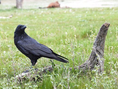 Composición con cuervo