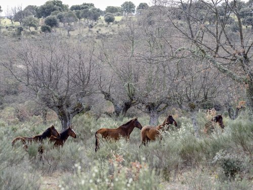 Los Caballos de las Retuertas
