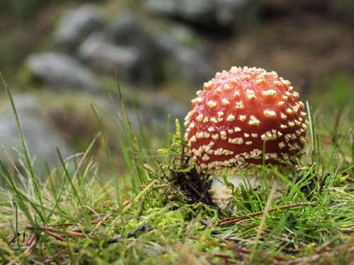 Amanita muscaria