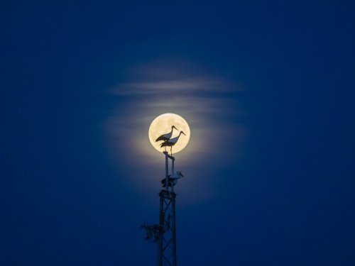 Cigüeñas con la luna encendida
