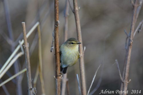 Mosquitero