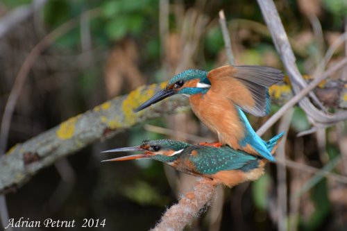 La cópula del martín pescador