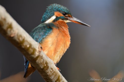 Alcedo atthis