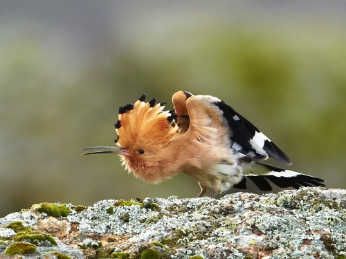 Abubilla tras la lluvia