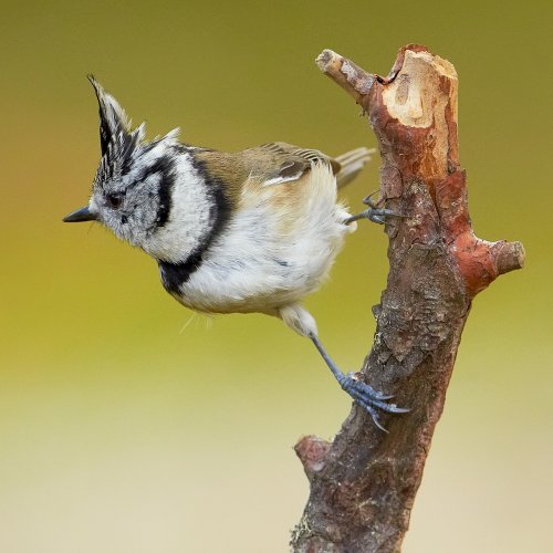 herrerillo capuchino