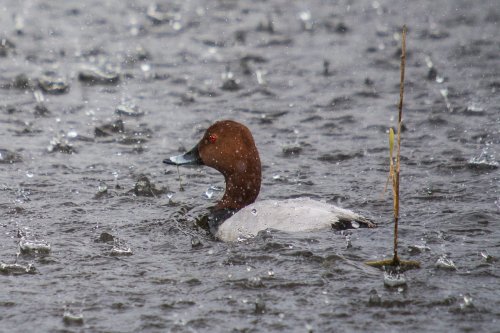 Porrón Común Macho 
