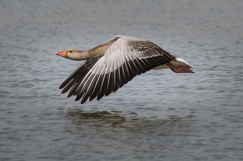 Ánsar Común en Vuelo