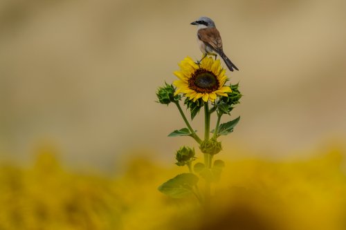 Alcaudón Dorsirrojo en Girasol