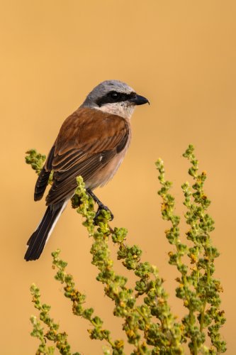 Alcaudón Dorsirrojo