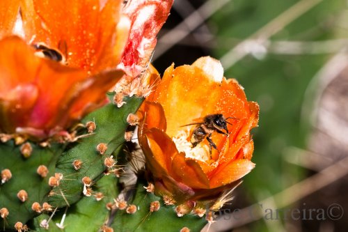 La flor de la chumbera