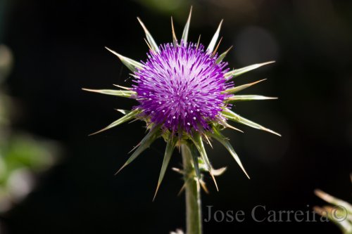 Flor de cardo