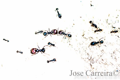 Hormigas