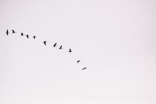 En formación descendente