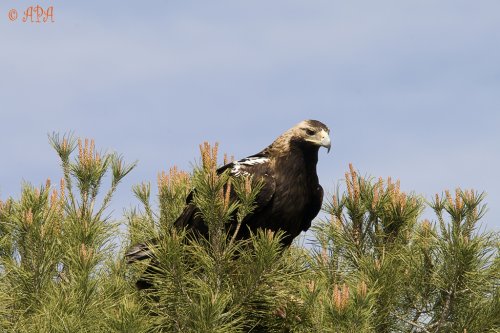 Oteando el horizonte