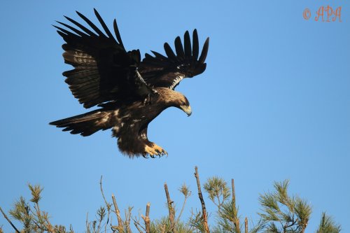 Aterrizando en sierra morena