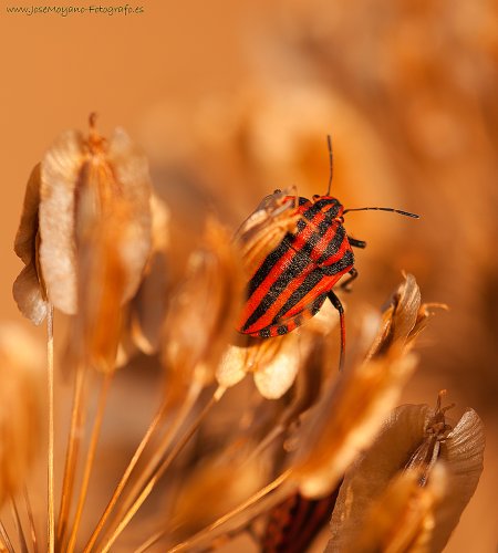 Graphosoma italicum muller