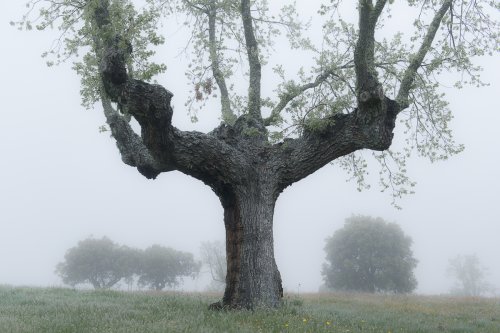 El guardian de la dehesa