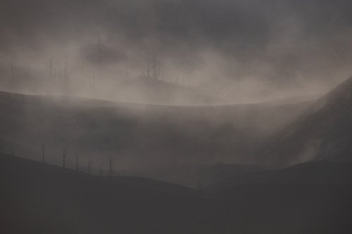 Resurgir entre cenizas 