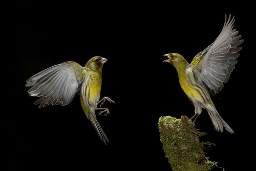 Ser Canario es un orgullo 