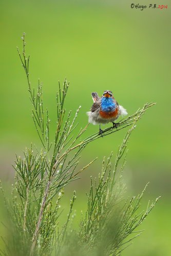 El canto del Pechiazul