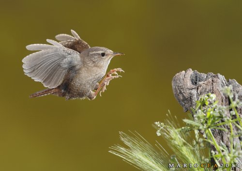 El duende del bosque