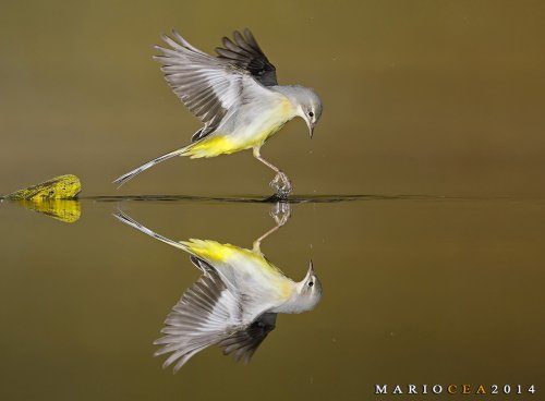Volando a ras de agua