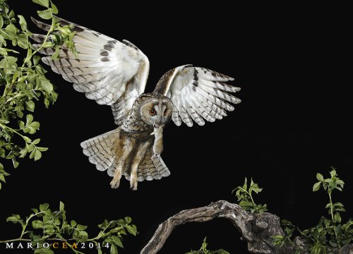 El principe de la noche