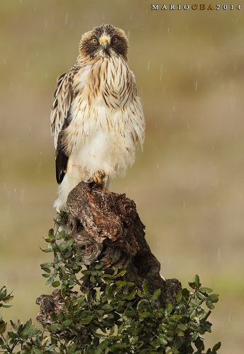 Aguantando el chaparrón