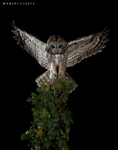 Llegando al posadero