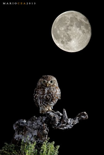 El mochuelo y la luna