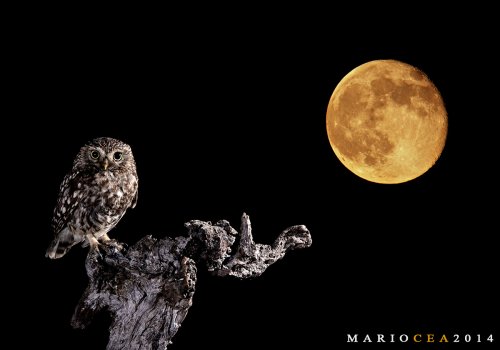 Primer premio FotoAves 2013 - Luz de luna