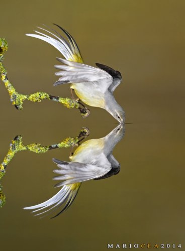 Primer premio AEFONA/Montphoto - Espejo de agua