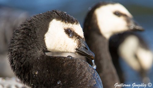 Lagrimas de Barnacla cariblanca