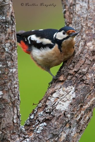 La atención del picapinos