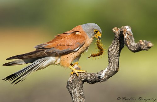 Cazador de escolopendra