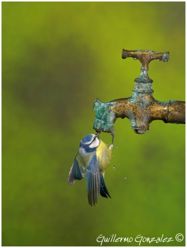 ¿Cerramos el Grifo?