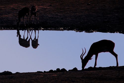 Reflejos en la charca