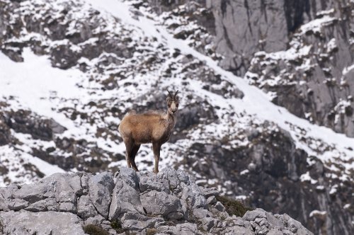 Rebeco en Picos de Europa