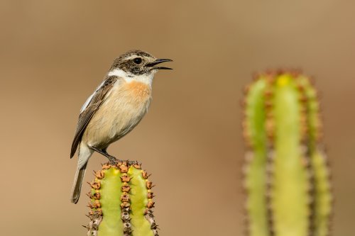 Tarabilla canaria (Saxicola dacotiae dacotiae)